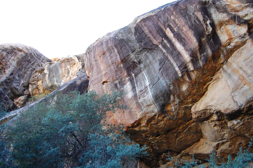 DSC_0449 (Large)